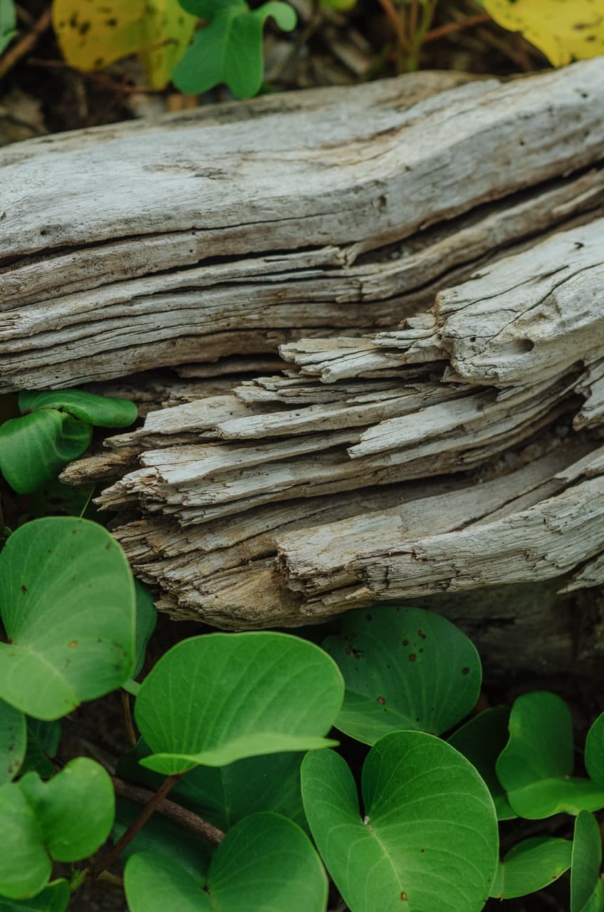 Превью Sri Lanka 2022